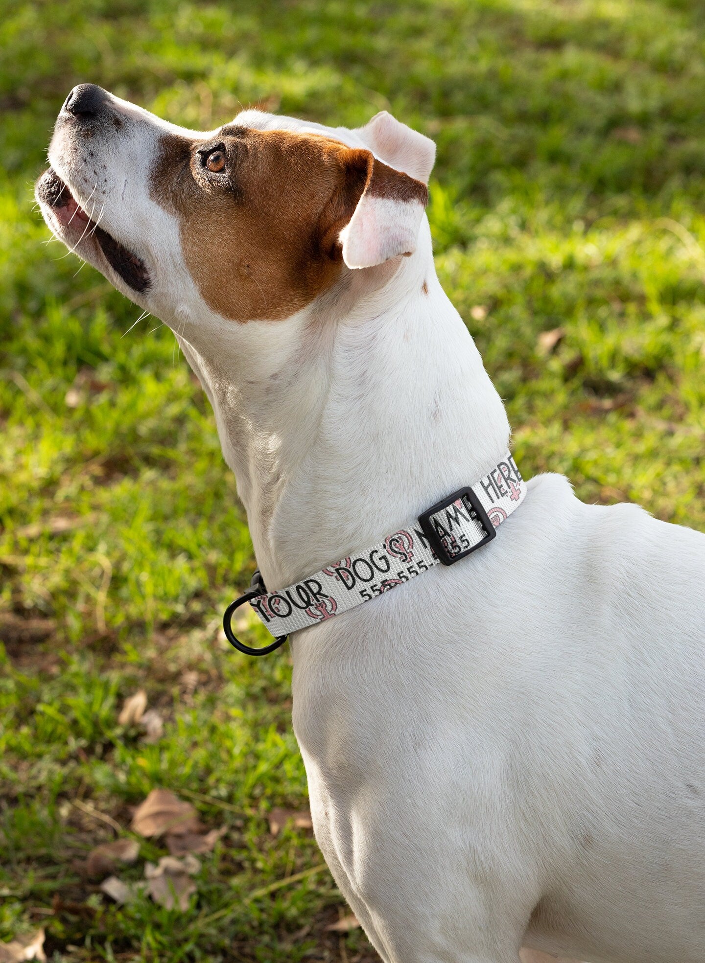 Personalized Dog Collar | Custom Feminist Dog Collar | Personalized Cat Collar | Custom Cat Collar